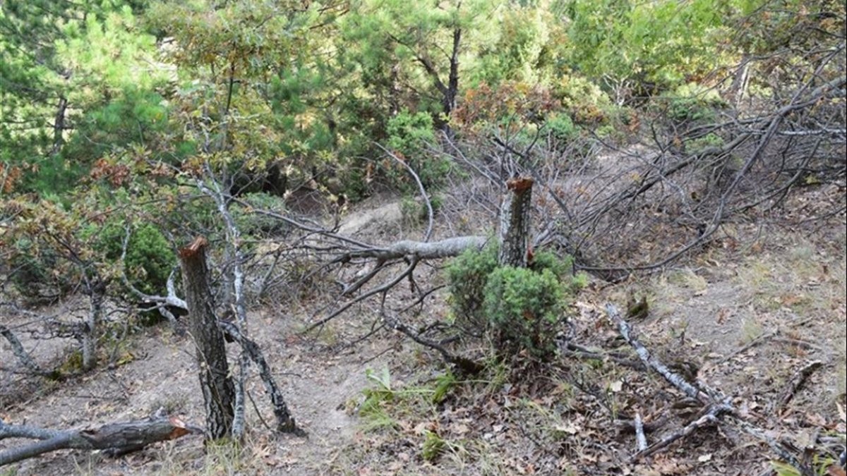 Bilecik'te keçilerine yedirmek için 34 meşe ağacını kesti
