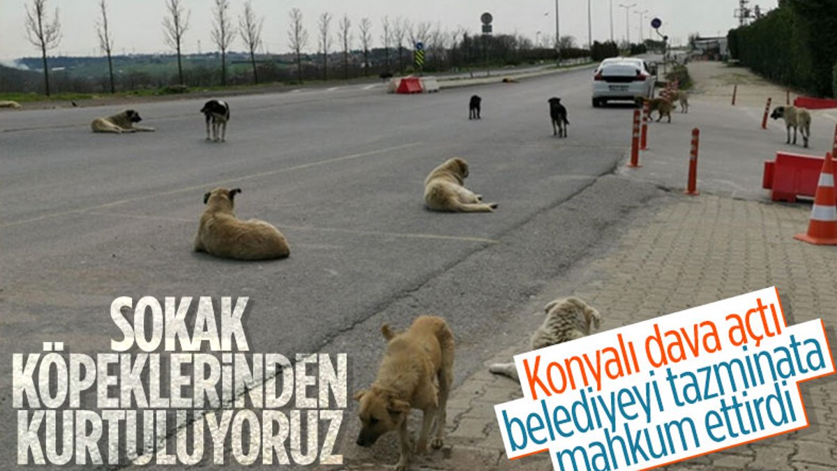 Konya'da sokak köpeklerinin ısırdığı kişinin belediyeye açtığı davasında emsal karar