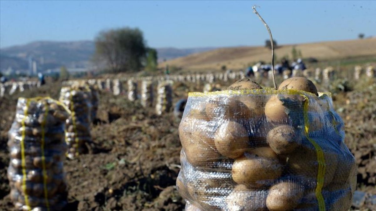 Tokat'ın Artova ilçesinde devletin desteklediği patateste üretim arttı