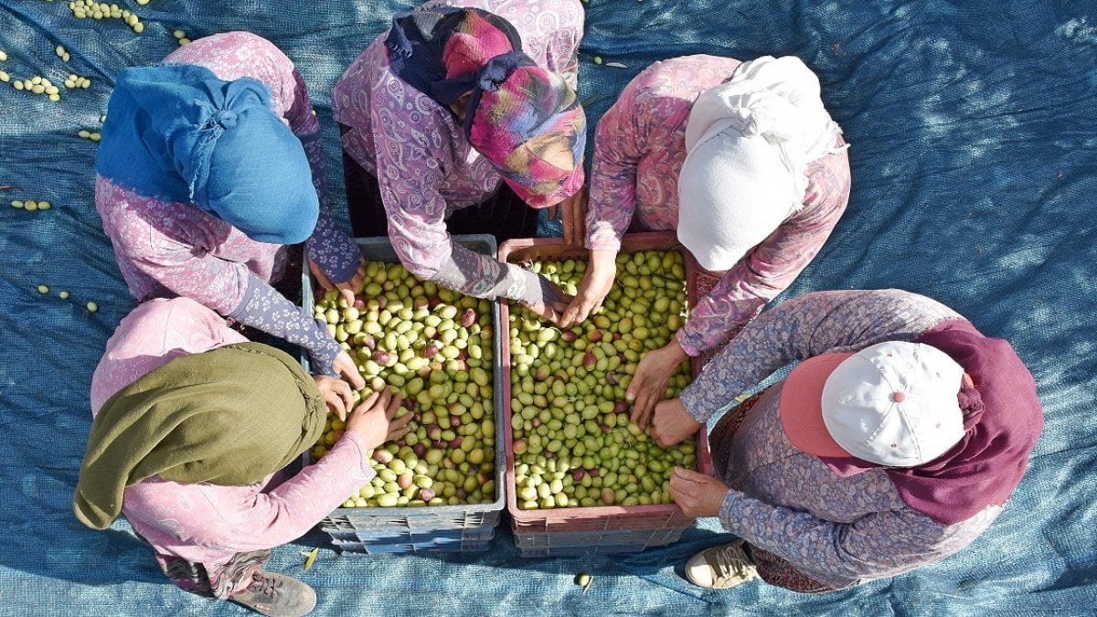 Manisa, sofralık zeytindeki ihracat rekorunu tazelemek istiyor