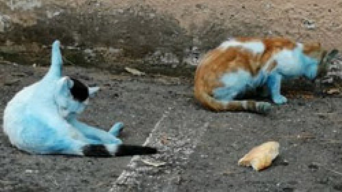 Küçükçekmece'de görenleri şaşırtan mavi kediler