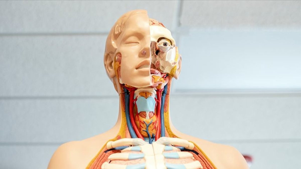 Bilim insanları, kafatasında yeni bir organ buldu
