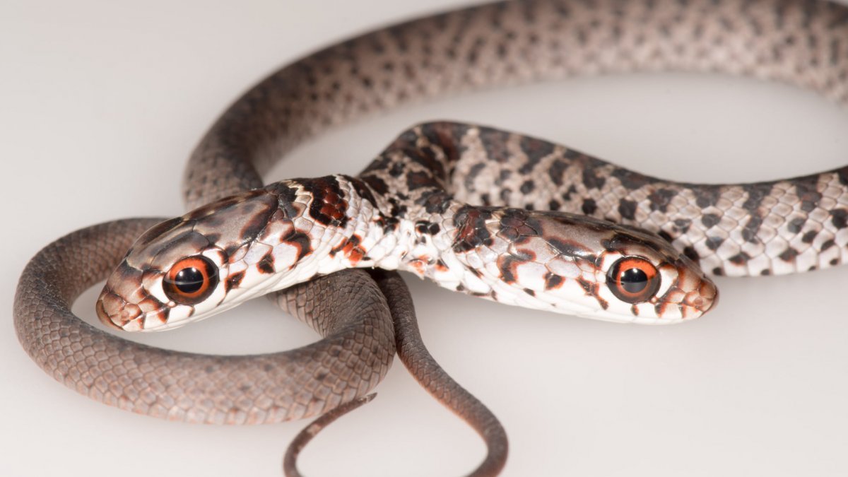 ABD’de bulunan çift başlı yılan görenleri şaşırttı