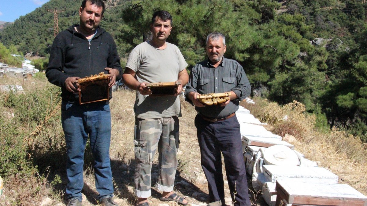 Arı kovanlarının içerisindeki esrarengiz olaylar arıcıları şaşırttı