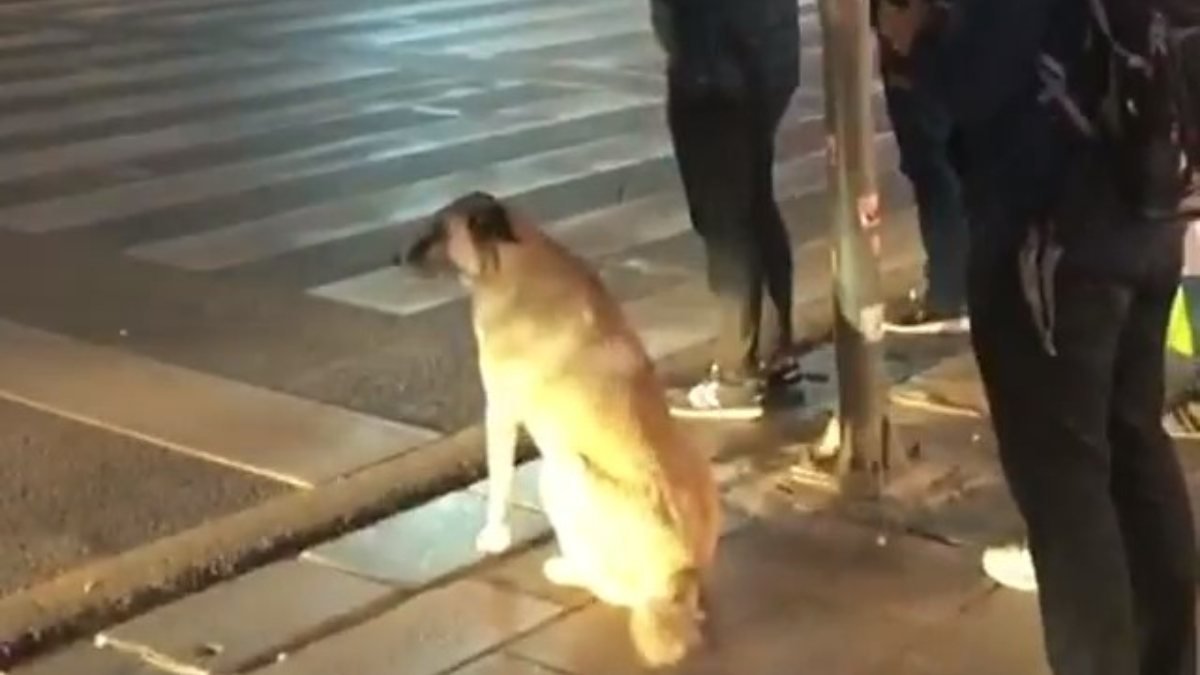 Ankara'da bir köpek karşıdan karşıya geçmek için ışıkları bekledi