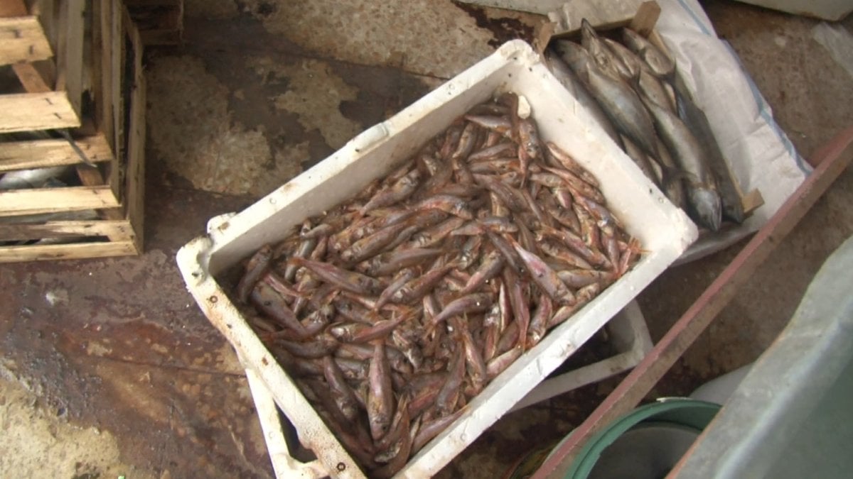 Tuzla'da yaklaşık 1 ton çürümüş balık yakalandı