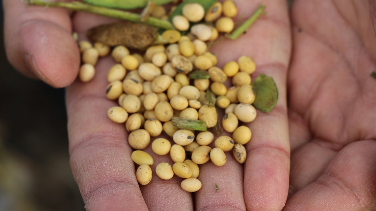 Bolu, soya fasulyesini bitki çeşitliliğine katmak istiyor