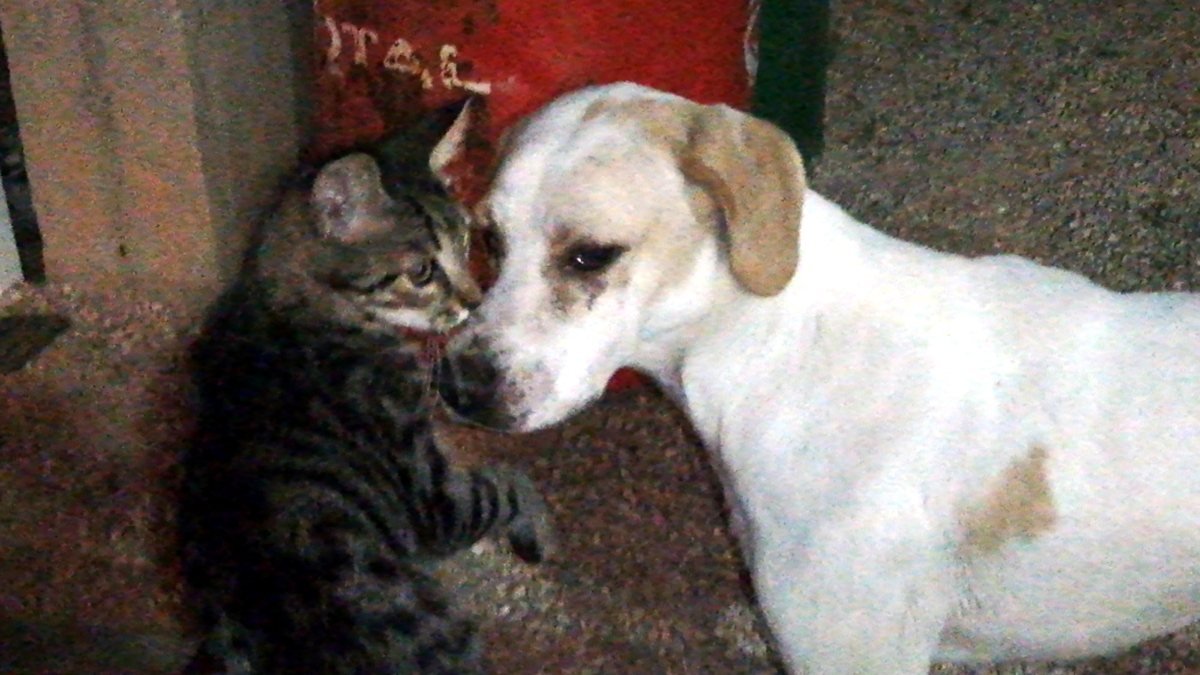 Mersin'de kediyle köpeğin sevimli dostluğu kamerada