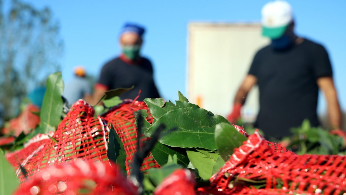 Zonguldak'ta defne yaprağı toplayan köylüler kilosunu 3.5 liraya satıyor