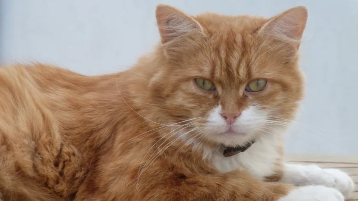 Fransa’da 8 yıl sonra bulunan kedi yine kayboldu