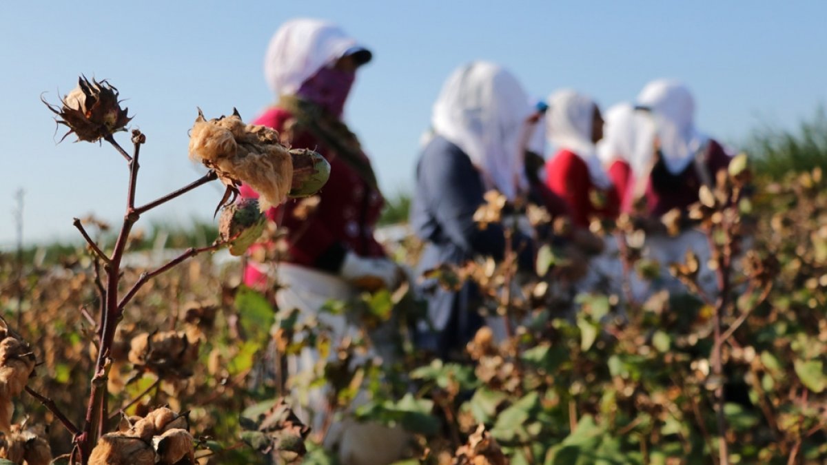 Adana’da ekilen renkli pamukların hasadı şenlik gibi başladı