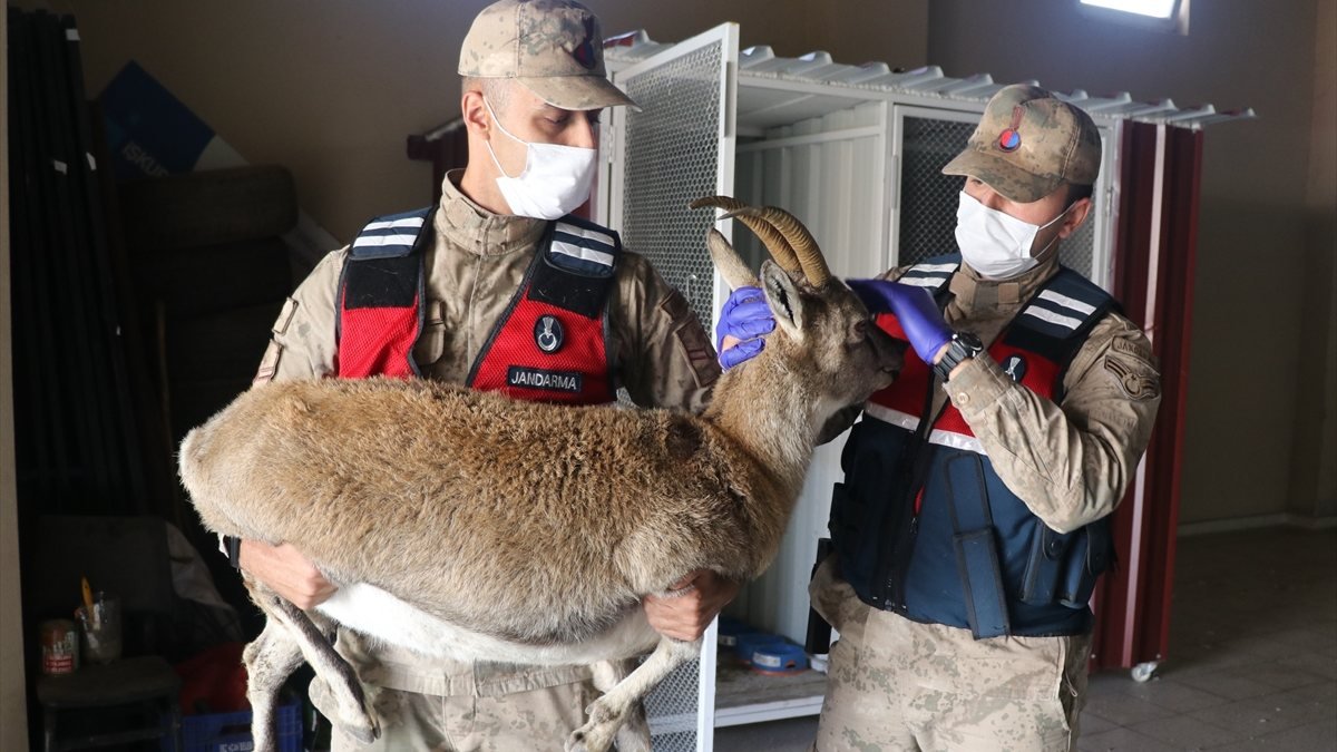 Erzincan'da jandarma ekibi yaralı dağ keçisini kurtardı