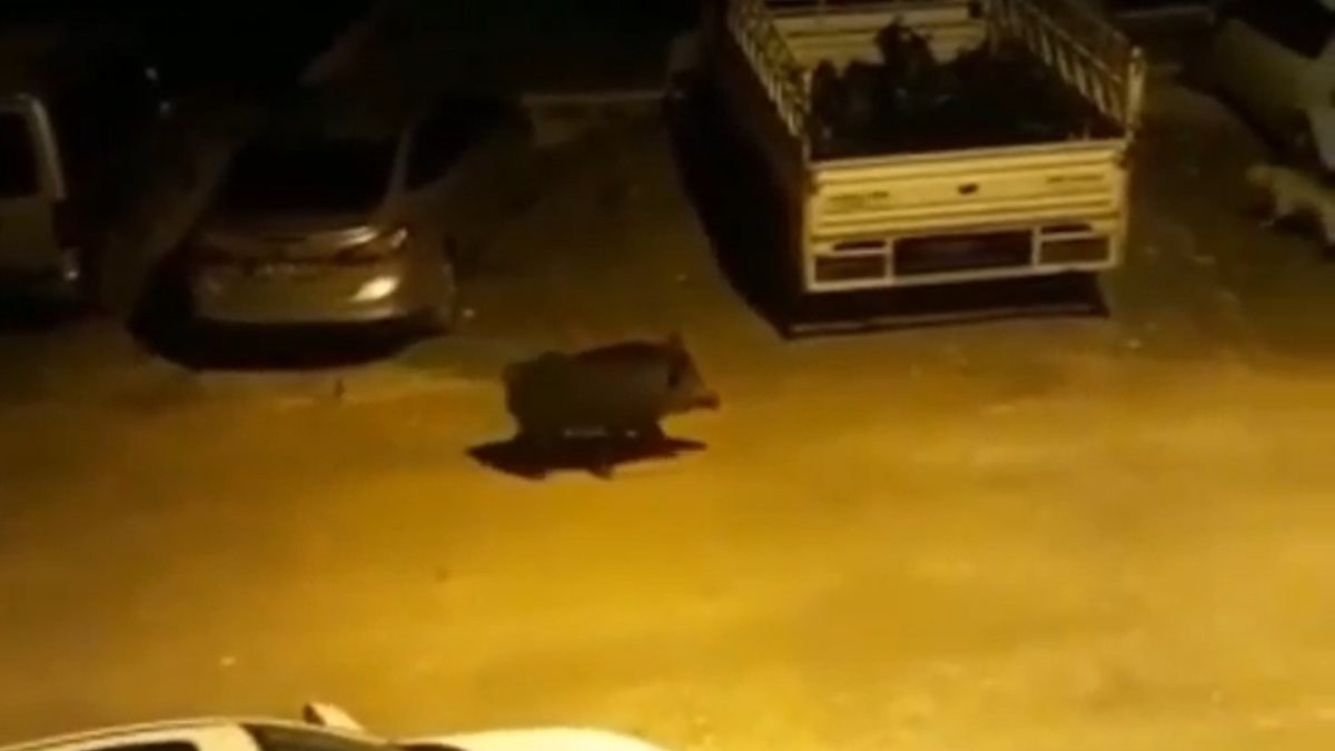 Hatay'da yaban domuzu şehre indi