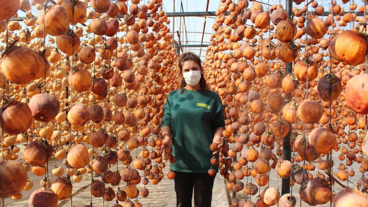 Manisa'da yılda 50 ton cennet elması kurutuyor