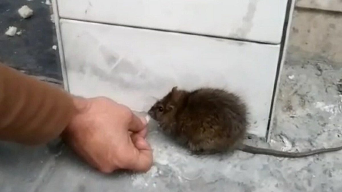 Manisa'da dükkanına gelen fareyi elleriyle besliyor
