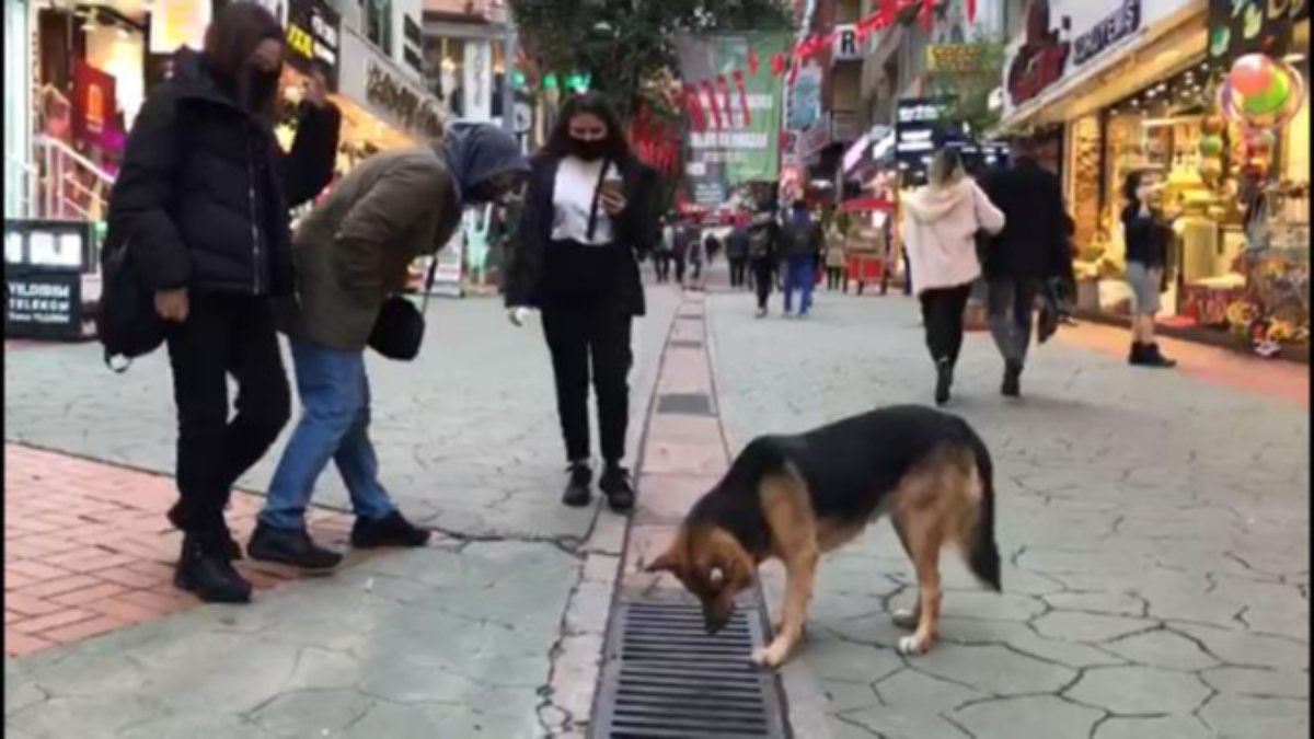 İzmit'te bir köpek, her gün saatlerce yoldaki mazgala bakıyor