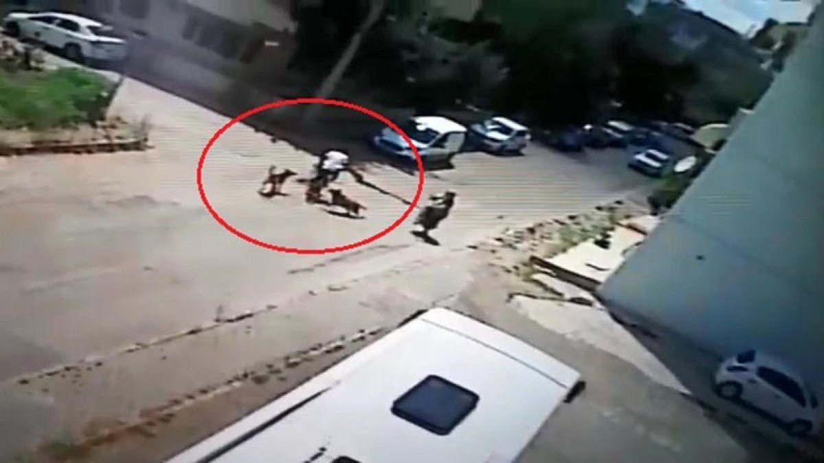 Kocaeli'de bisikletiyle saldıran köpeklerden kaçarken arabaya çarptı