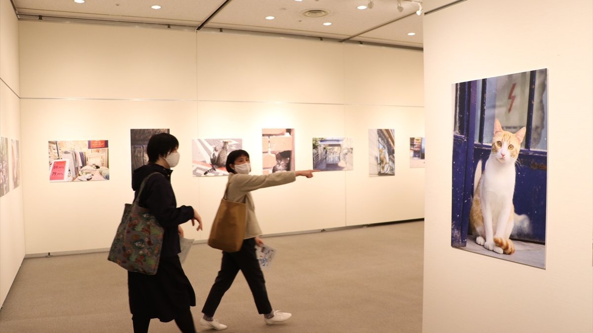 Tokyo’da 'Türk Kedisi' fotoğraf sergisi