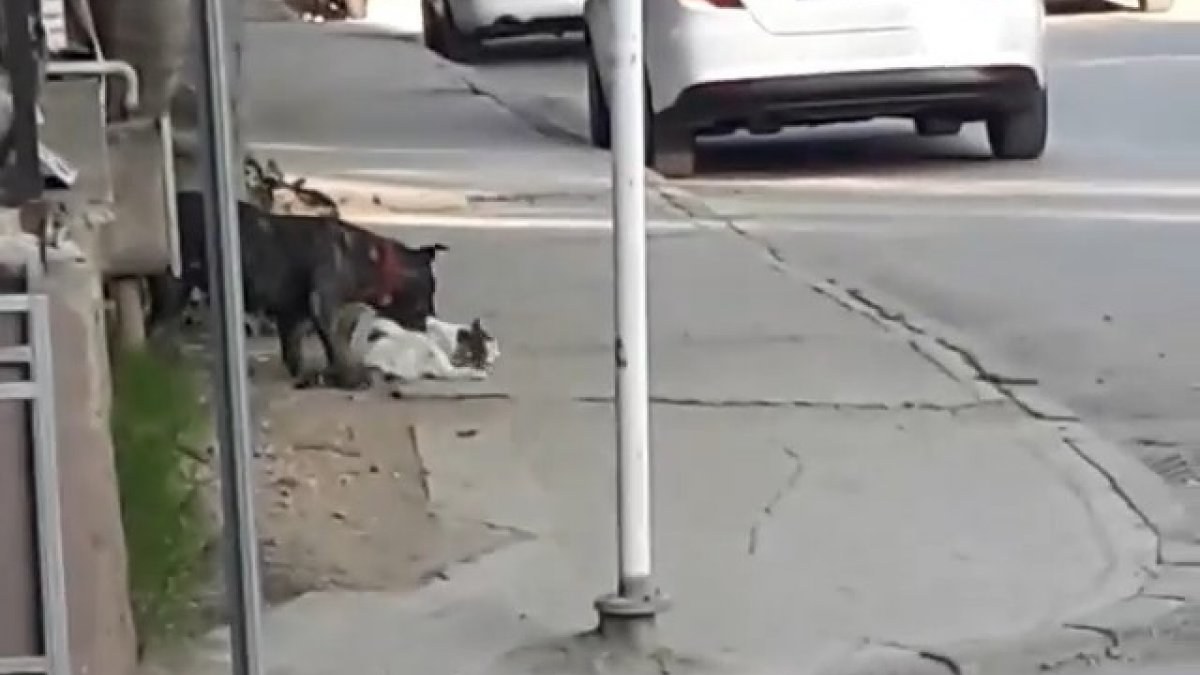Bursa'da başıboş pitbull kediyi parçaladı