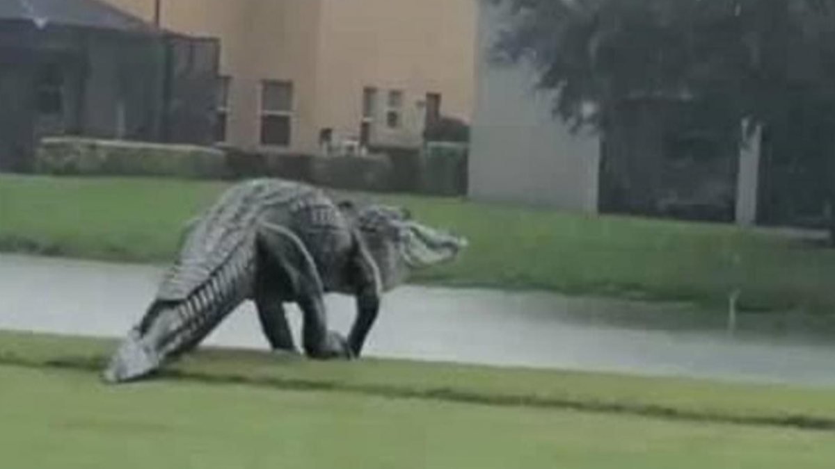 Florida'daki golf sahasında timsah görüntülendi