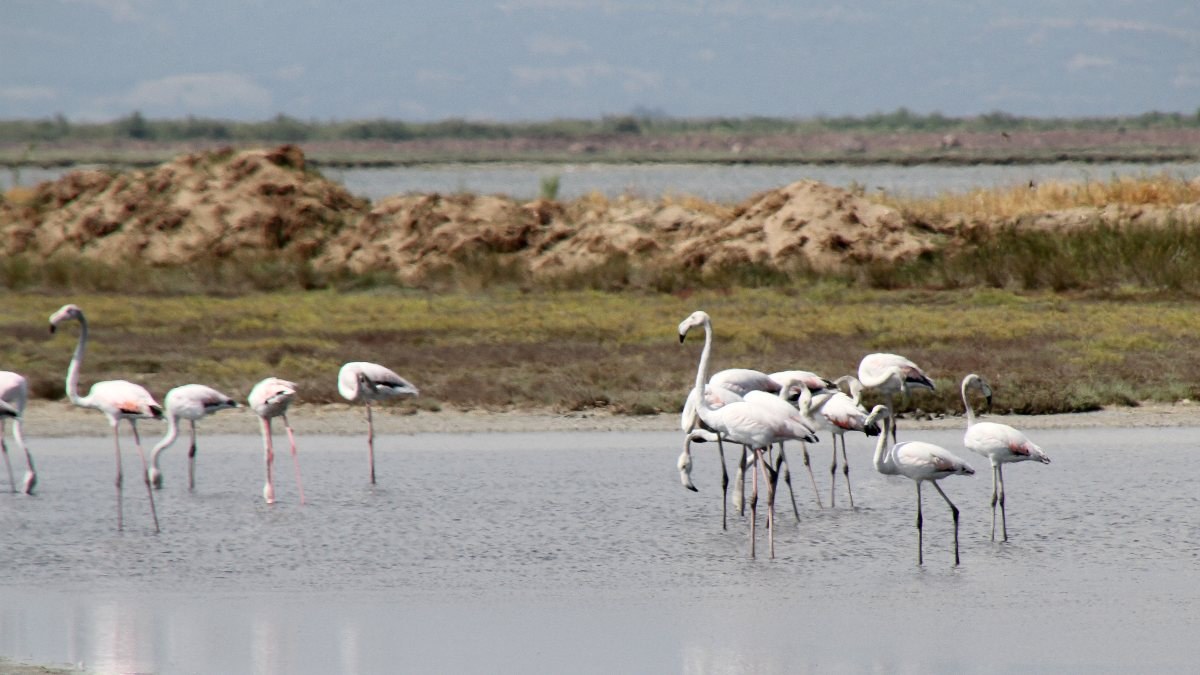 Edirne'deki Gala ve Dalyan göllerinin renkli flamingoları