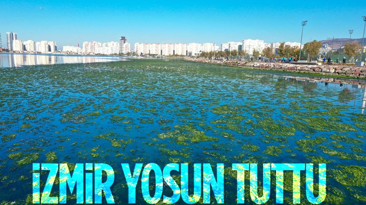 İzmir Körfezi'ni yosun sardı