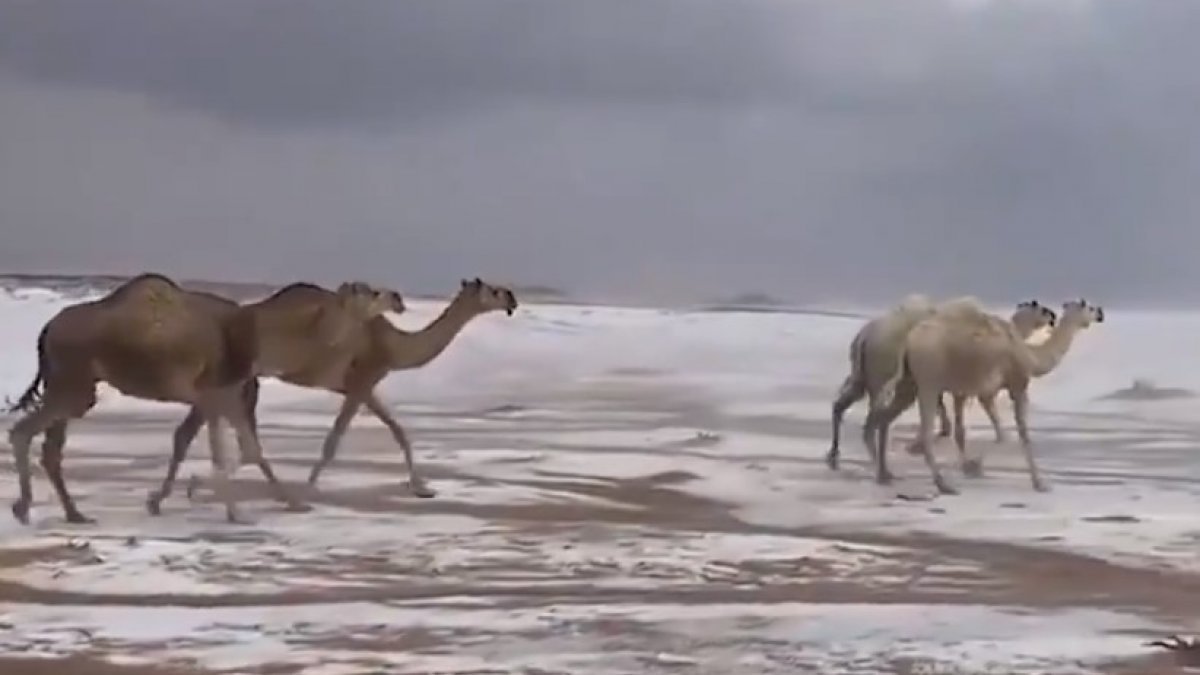 Suudi Arabistan'da karda yürüyen develer
