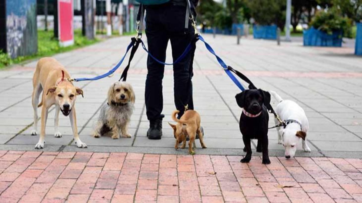 Çin'de 3 kez köpeğini gezdirirken yakalananların köpeği öldürülecek