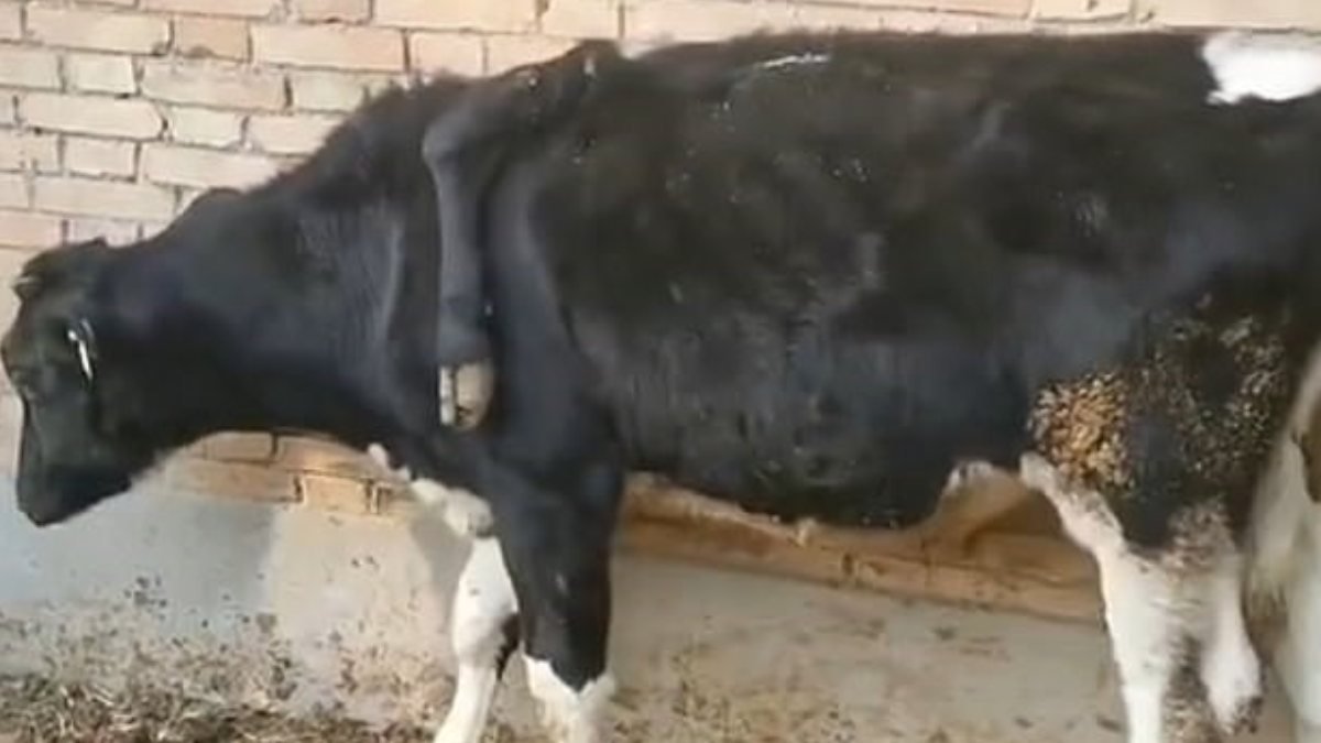 Çin'de ineğin sırtından bacak çıktı