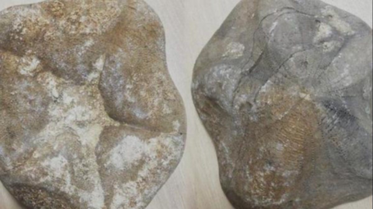 Çanakkale'de piyasa değeri 4 milyon lira olan 2 fosil ele geçirildi