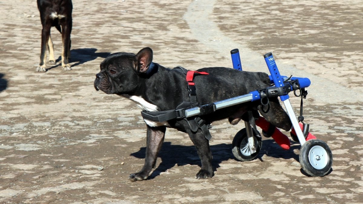 Samsun'da bacakları felçli köpek, yürüteçle hayata tutundu