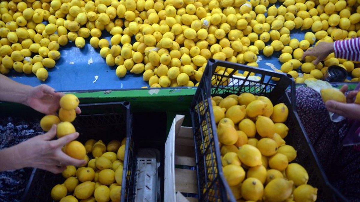 Yeni sezon turunçgil ihracatında limon ön sırada