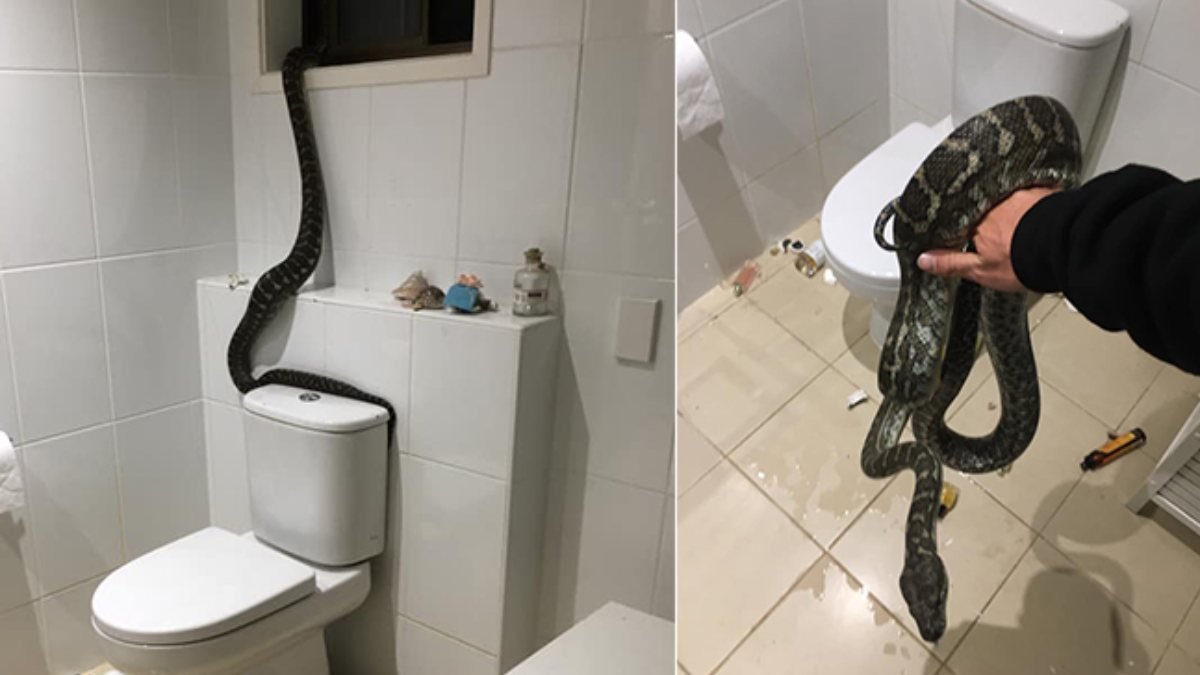 Avustralya’da banyoya giren dev piton korkuttu
