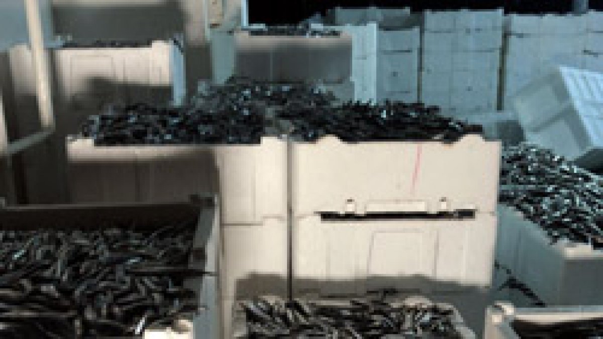 Karadeniz'de balıkçılar, yüzlerce kasa hamsiyle döndü