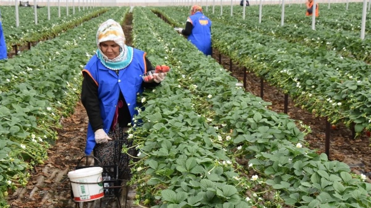 Mersin, tarımsal üretim değerinde Türkiye’de 4’üncü sırada