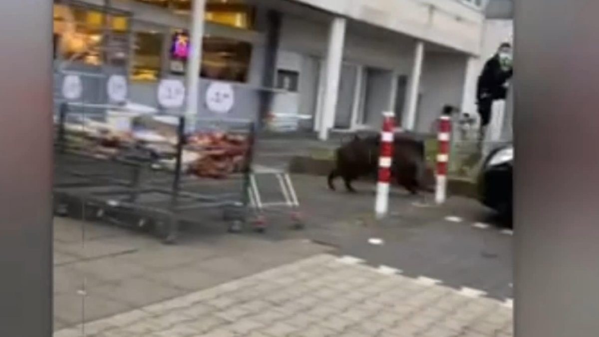 Almanya’da aç kalan yaban domuzu süpermarkete daldı