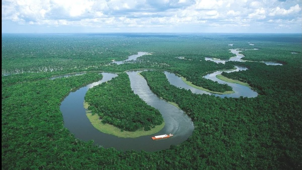 Bilim insanları: Amazon yağmur ormanlarındaki kayıp korkunç boyutlara ulaştı