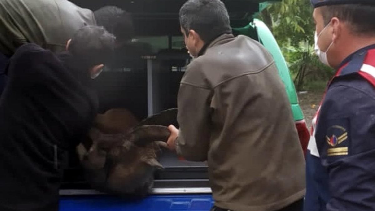 Muğla'da yaralı yaban keçisi, tedaviye alındı