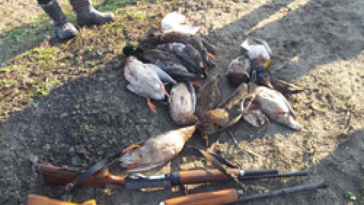 Samsun'da 25 ördeği kaçak avlayan öğretmen yakalandı
