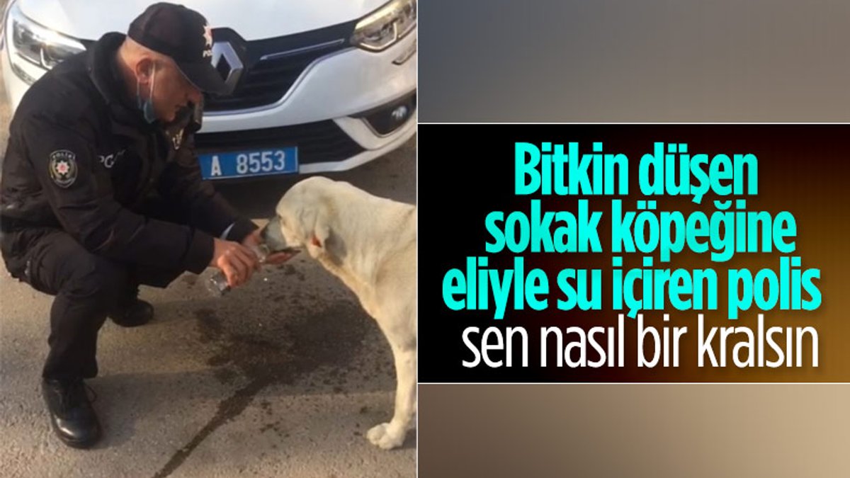 Kocaeli'de polis memuru, sokak köpeğine eliyle su içirdi