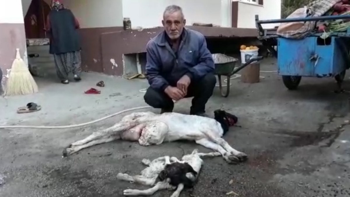 Adana’da bir keçi 8 bacaklı, çift boyunlu oğlak doğurdu