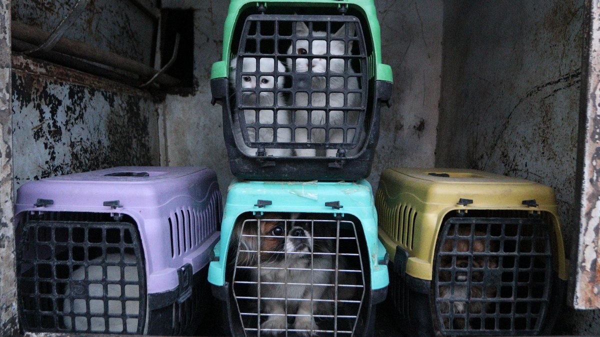Ankara'da petshopa baskın: 19 hayvan barınağa teslim edildi