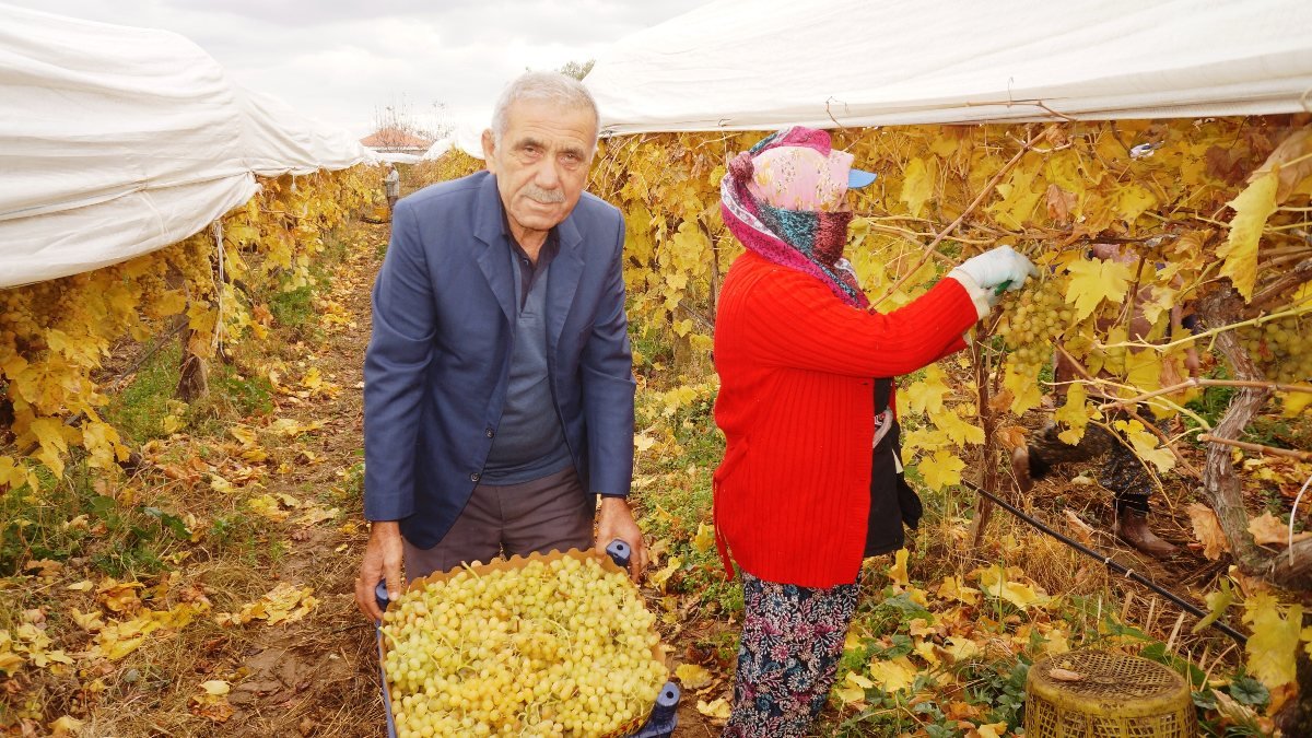 Manisa’da kış mevsiminde üzüm hasadı yapılıyor