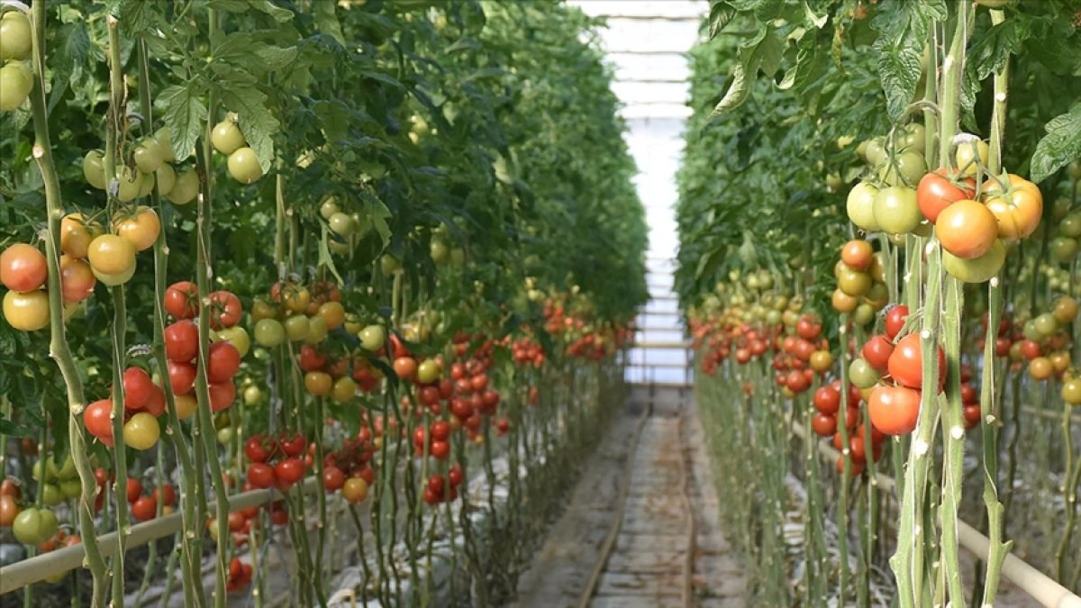 Afyonkarahisar'ın jeotermal seralarından domates ihraç ediliyor