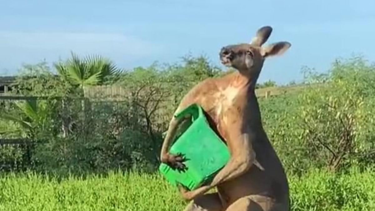 ABD’de kuyruğu üzerinde duran kanguru