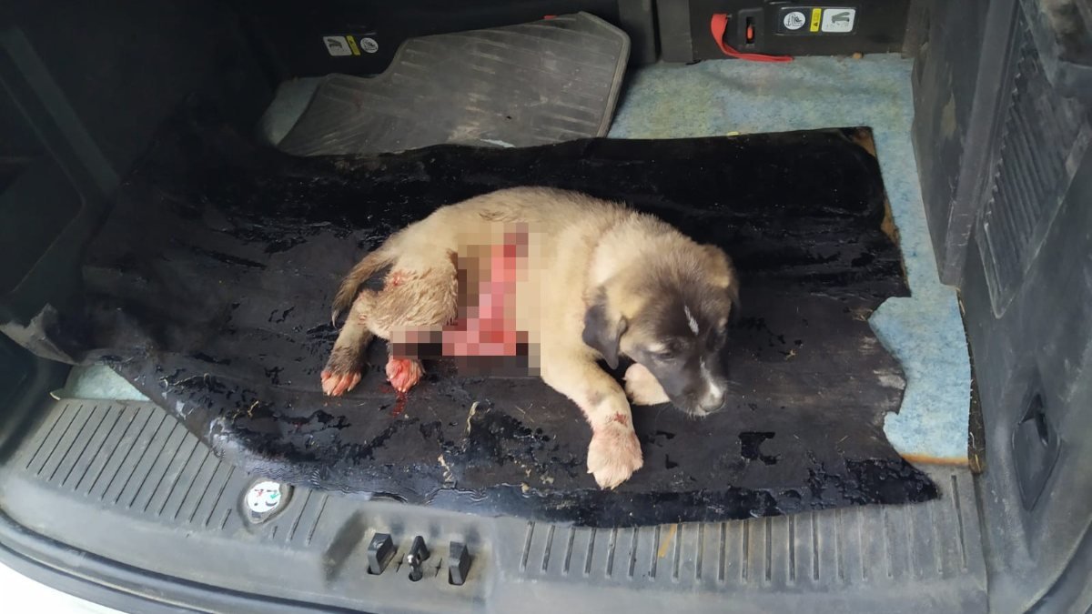 Mardin'de yaralanan yavru köpek kurtarılamadı