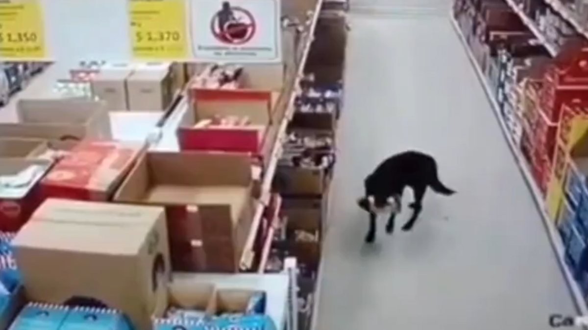 Kolombiya'da köpek, marketten mama çaldı