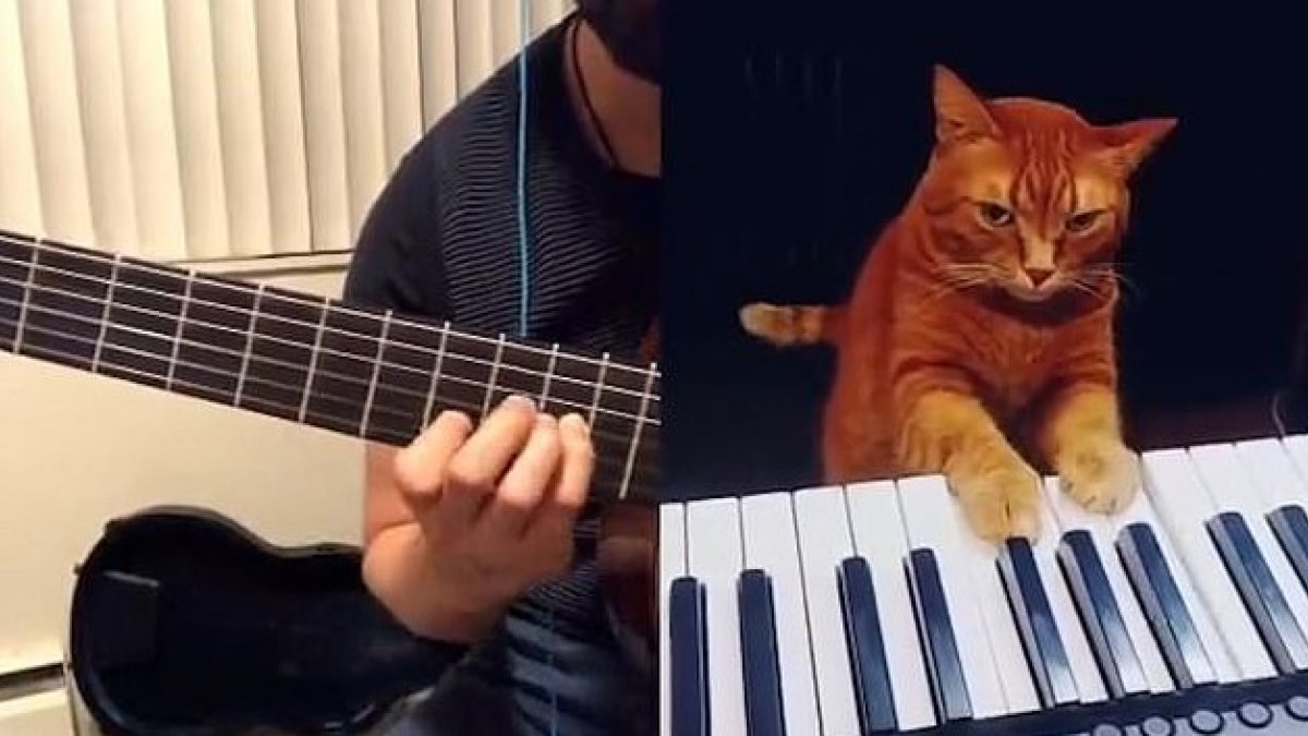 Rusya'da piyano çalan kediyle caz düeti