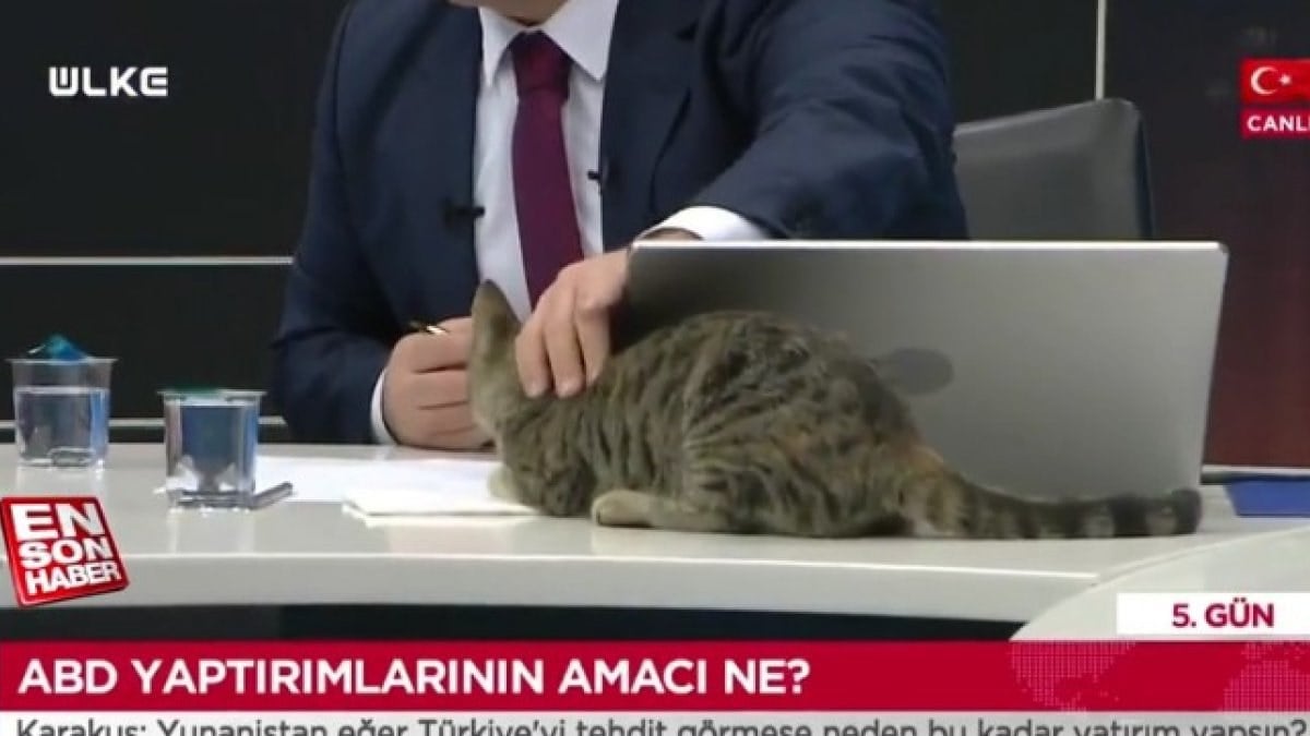 Ülke TV canlı yayınında sürpriz misafir kedi