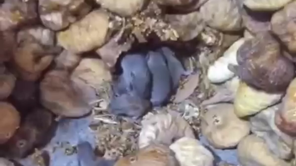 Kuru incir deposu farelerle doldu